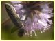 Acmaeoderella adspersula su Mentha pulegium - (26).JPG