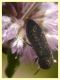 Acmaeoderella adspersula su Mentha pulegium - (35).JPG
