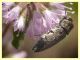 Acmaeoderella adspersula su Mentha pulegium - (51).JPG