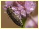 Acmaeoderella adspersula su Mentha pulegium - (113).JPG
