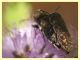 Acmaeoderella adspersula su Mentha pulegium - (134).JPG