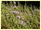 Acmaeoderella adspersula su Mentha pulegium - (99).JPG