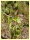 Acmaeoderella adspersula su Mentha pulegium - (82).JPG