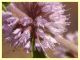 Acmaeoderella adspersula su Mentha pulegium - (109).JPG