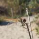sympetrum giovane.jpg