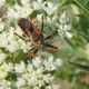 Rhynocoris su echinophora (2).jpg