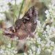 Autographa gamma.jpg