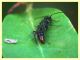 Dolichurus sp. - rantolante su Phillyrea - (1).JPG