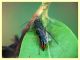 Dolichurus sp. - rantolante su Phillyrea - (2).JPG