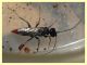 Dolichurus sp. - rantolante su Phillyrea - (3).JPG
