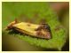 Agapeta zoegana (11).JPG