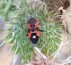 Lygaeus sp.jpg