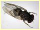 prob. Phortica variegata (40).JPG