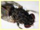 prob. Phortica variegata (46).JPG