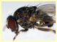 prob. Phortica variegata (83).JPG