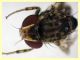 prob. Phortica variegata (177).JPG