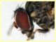 prob. Phortica variegata (94).JPG