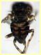 prob. Phortica variegata (163).JPG