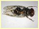 prob. Phortica variegata (55).JPG