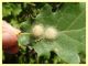 Araniella cucurbitina cocoon (2).JPG