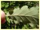 Araniella cucurbitina cocoon (7).JPG