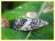 prob. Cydia splendana su Quercus sp. - (1).JPG
