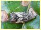 prob. Cydia splendana su Quercus sp. - (2).JPG