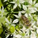 Megachile pillidens 3.jpg