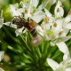 Sphecodes (5).jpg