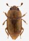 Epuraea habitus (2).jpg