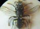 trispinosus0001 A.JPG