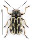 Pachybrachys Modena.jpg