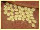 Periphyllus acericola ninfe su Acer sp. - via Napoleone Bonaparte - 9.6.2025 - (10).JPG