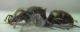 trispinosus0007 A.JPG