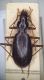Nebria Adamello.jpg