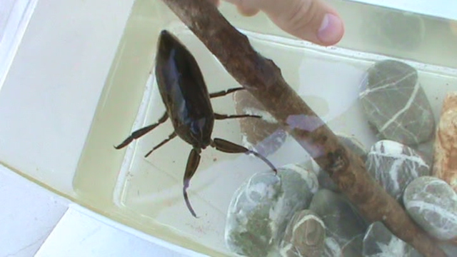 emittero belostomatide.JPG