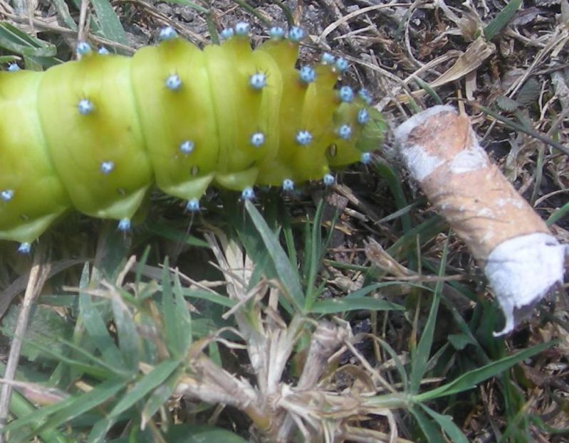 Immagine 106siga.jpg