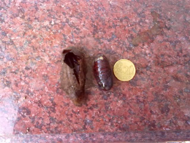 12102010015 (Small).jpg