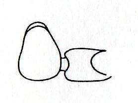 Bryaxis nodicornis (Aubé, 1833).jpg