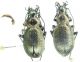 C. (Orinocarabus) baudii steckii.JPG