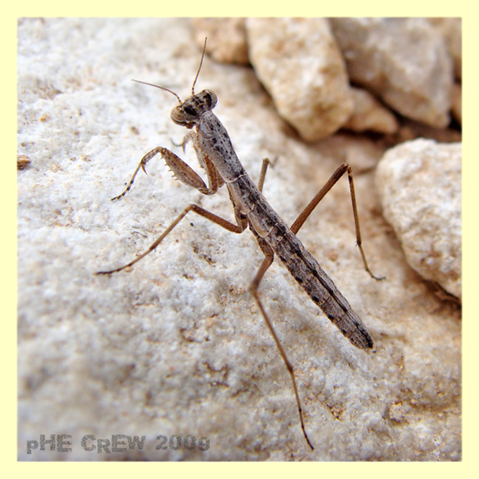 mantide (2).JPG