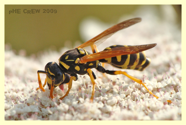 polistes...JPG
