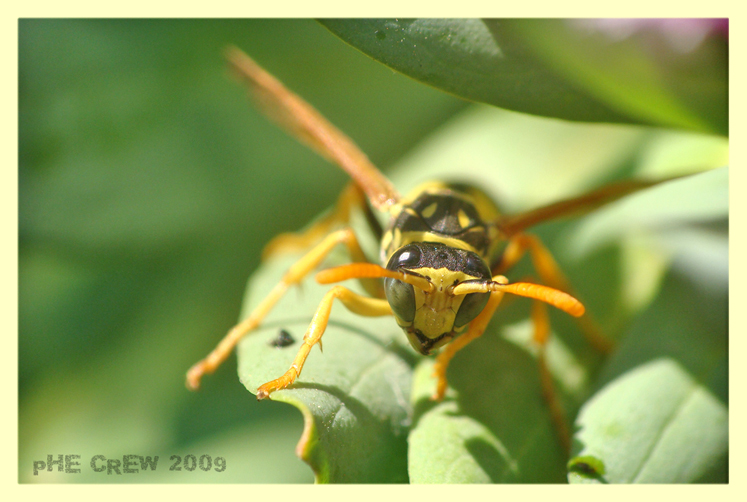 polistes.. (1).JPG