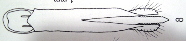 A.chevrieri.JPG