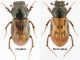Aphodius (Nimbus) affinis (Panzer, 1823).jpg