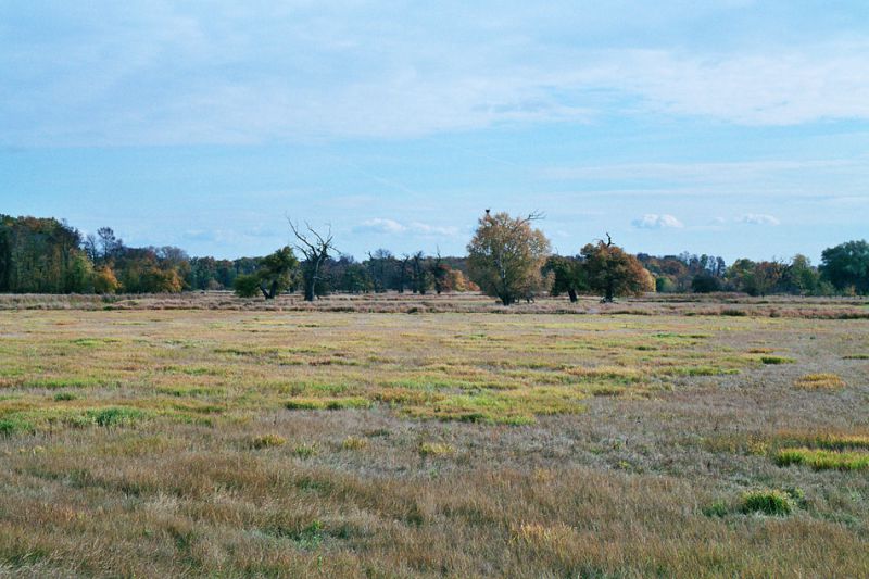 Pohansko 17-10-2005.jpg