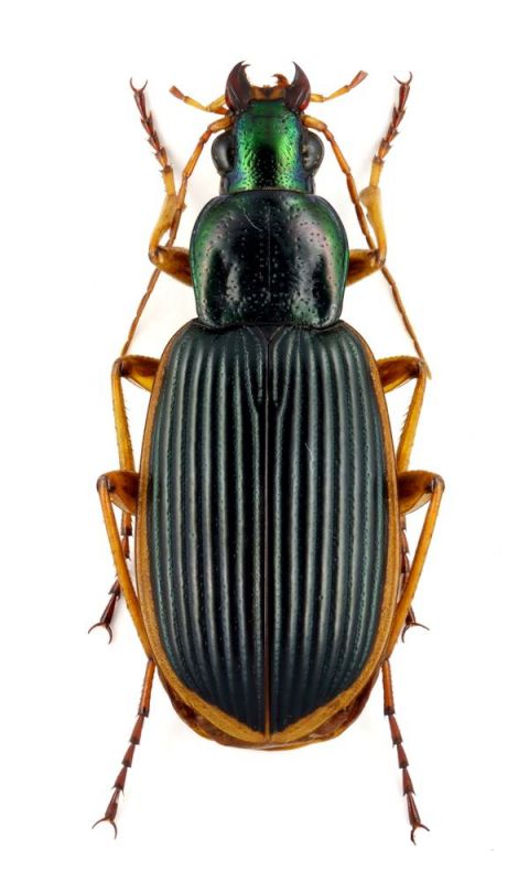 Epomis circumscriptus (Duftschmid, 1812).jpg