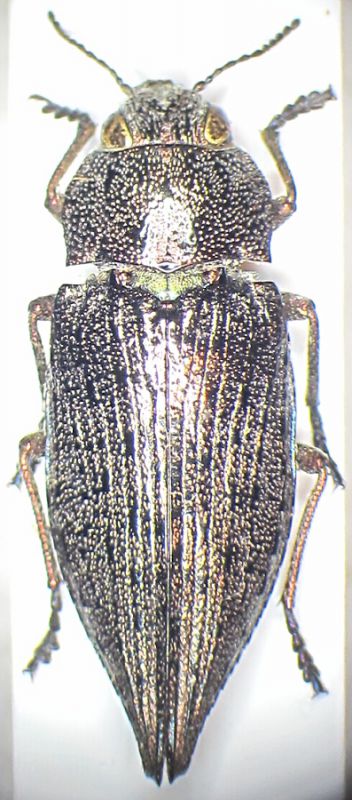 Dicerca sp. Turkey 01 female.JPG