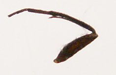 foreleg with epiphysis.JPG