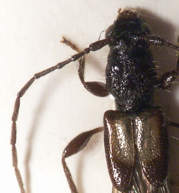 umbellatarum_female.jpg
